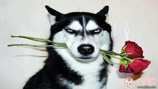 備孕前心情不好 怎么預(yù)防產(chǎn)前憂郁癥 備孕前心情不好 怎么預(yù)防產(chǎn)前憂郁癥