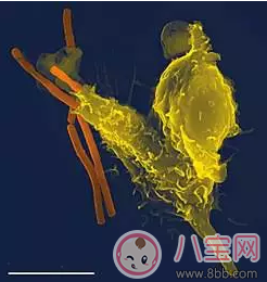 怎么提高寶寶的抵抗力 寶寶抵抗力太差怎么辦 怎么提高寶寶的抵抗力 寶寶抵抗力太差怎么辦