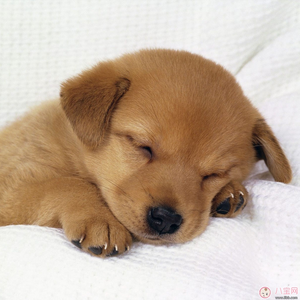 這樣哄孩子睡覺的方法家長都錯過 孩子睡眠質(zhì)量不好會有哪些危害