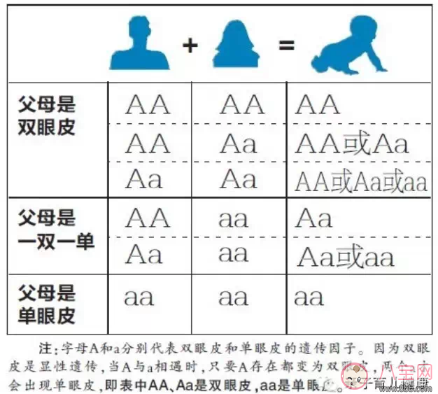Rain炫耀女兒有雙眼皮 爸爸是單眼皮女兒是雙眼皮的可能性有多大