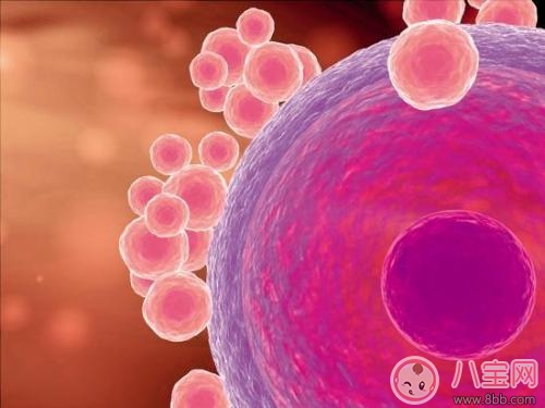 卵子質(zhì)量不好的原因 如何提高卵子質(zhì)量