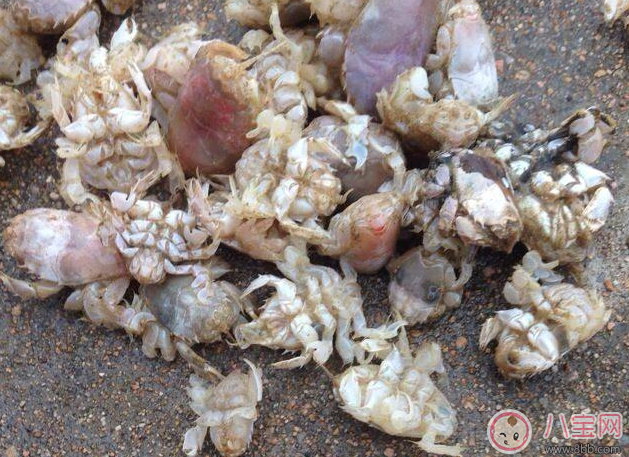 海知了圖片 青島海知了高清實物圖 海知了圖片 青島海知了高清實物圖