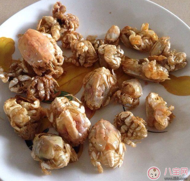 海知了圖片 青島海知了高清實物圖 海知了圖片 青島海知了高清實物圖