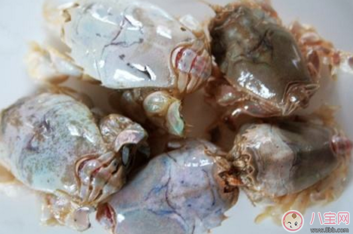 青島海知了圖片 青島海知了高清實物圖