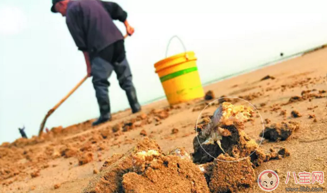 青島海知了圖片 青島海知了高清實物圖