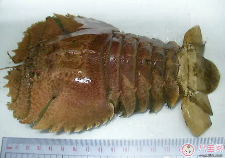 海知了多少錢一斤 哪里可以買到青島海知了