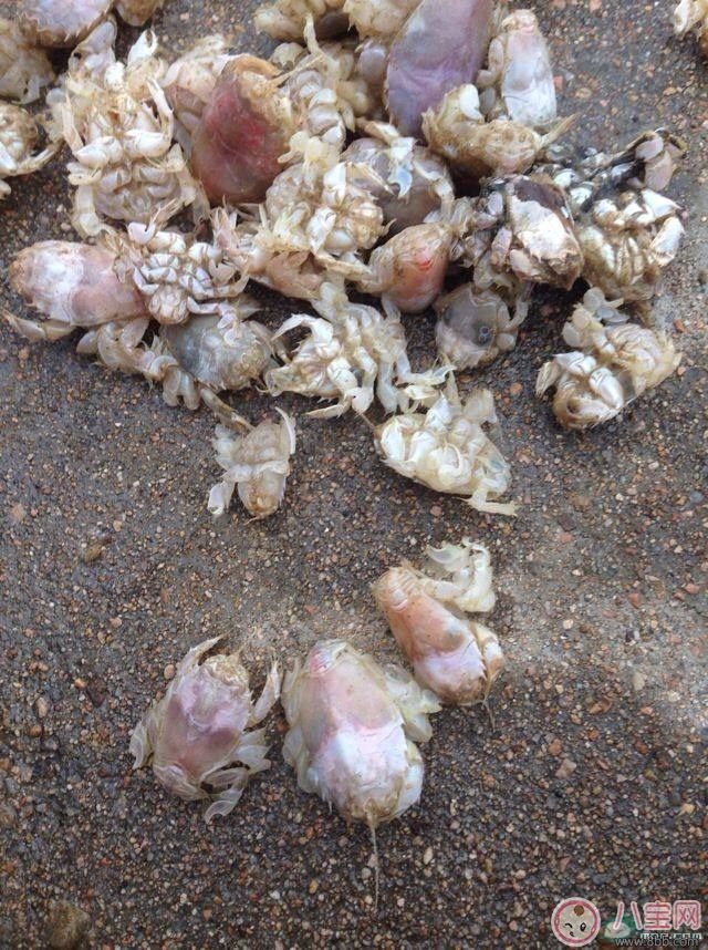 海知了的做法 海知了怎么做好吃 海知了的做法 海知了怎么做好吃