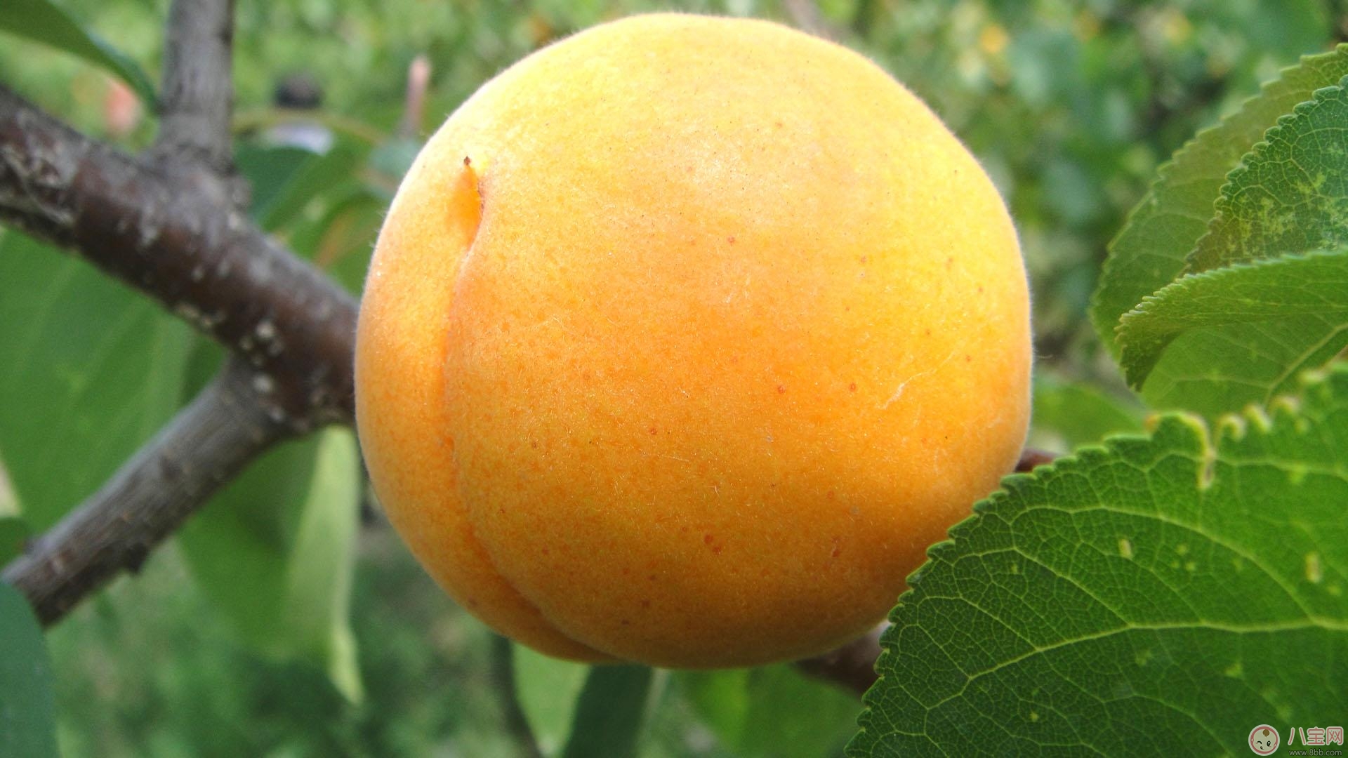 懷孕初期不能吃什么水果  吃水果有什么注意事項