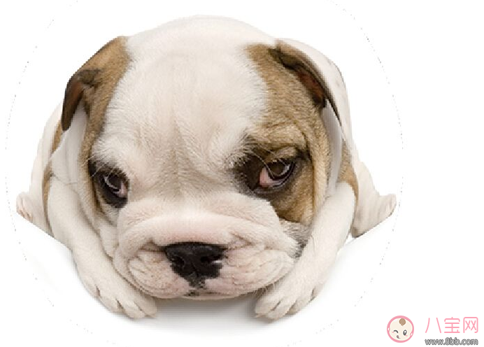 懷孕夢見狗咬人是什么意思 懷孕夢到狗是什么兆頭