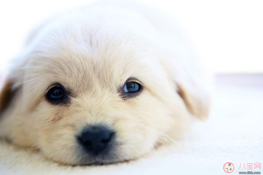 懷孕夢見狗咬人是什么意思 懷孕夢到狗是什么兆頭