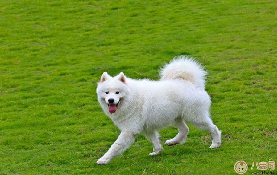 懷孕夢見狗咬人是什么意思 懷孕夢到狗是什么兆頭