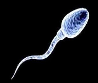 男性精子成活率低是什么原因 精子成活率低怎么治療