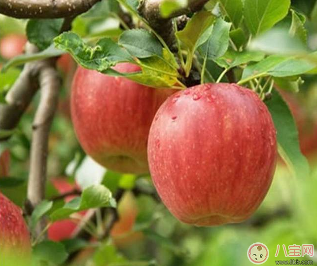 懷孕得痔瘡了怎么辦 懷孕痔瘡可以用藥嗎