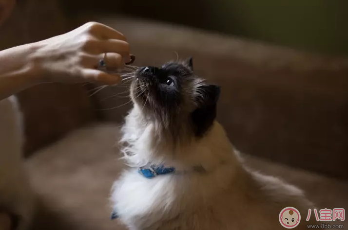 孩子養寵物得了眼弓蛔蟲病怎么辦 孩子養寵物要注意些什么 孩子養寵物得了眼弓蛔蟲病怎么辦 孩子養寵物要注意些什么