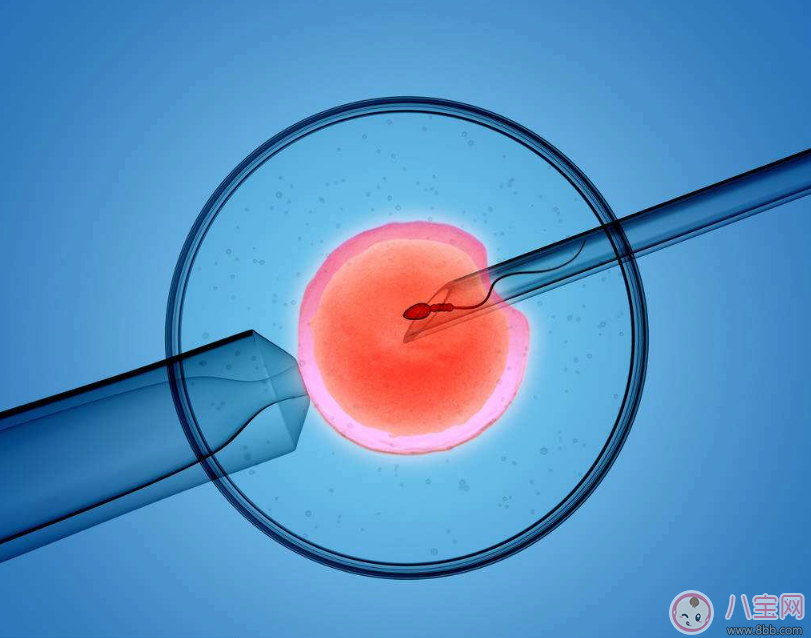 人工授精和試管嬰兒有什么區(qū)別 人工授精懷孕會(huì)怎么樣 人工授精和試管嬰兒有什么區(qū)別 人工授精懷孕會(huì)怎么樣