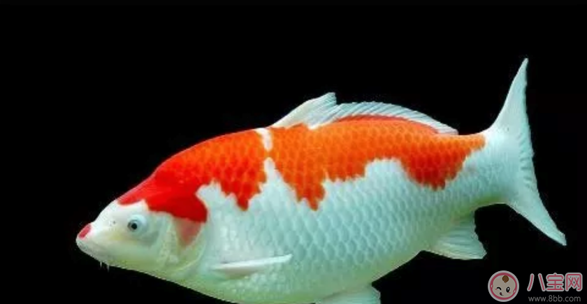 孕婦夢到蛇纏身是什么意思   孕婦夢到哪些東西非富則貴