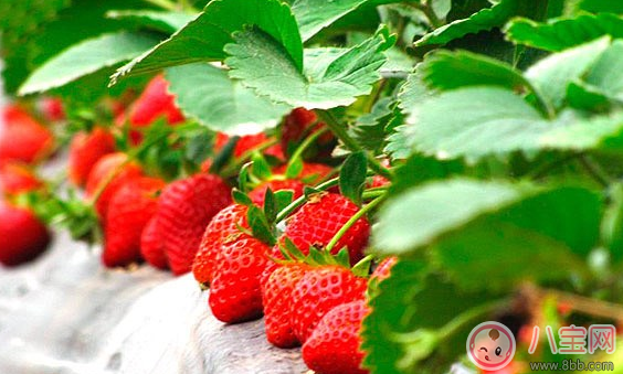 吃草莓會感染諾如病毒是真的嗎 孩子吃草莓一定要注意這些