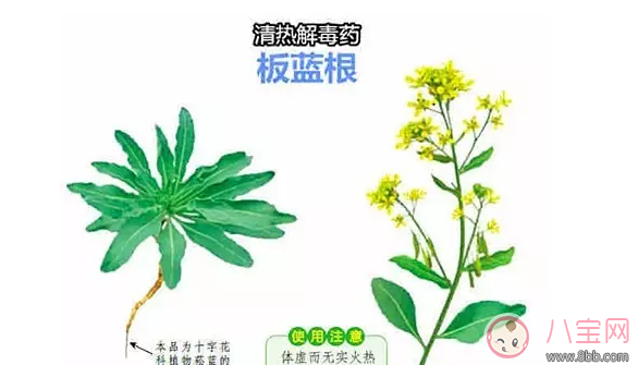 喝板藍根能預防乙型流感嗎 抗病毒沖劑對預防有沒有幫助 喝板藍根能預防乙型流感嗎 抗病毒沖劑對預防有沒有幫助