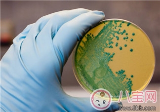 南非為什么引發李斯特菌病疫情  李斯特菌病疫情能治療嗎