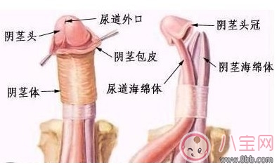 包皮過長有哪些原因及癥狀 包皮過長應該怎么辦