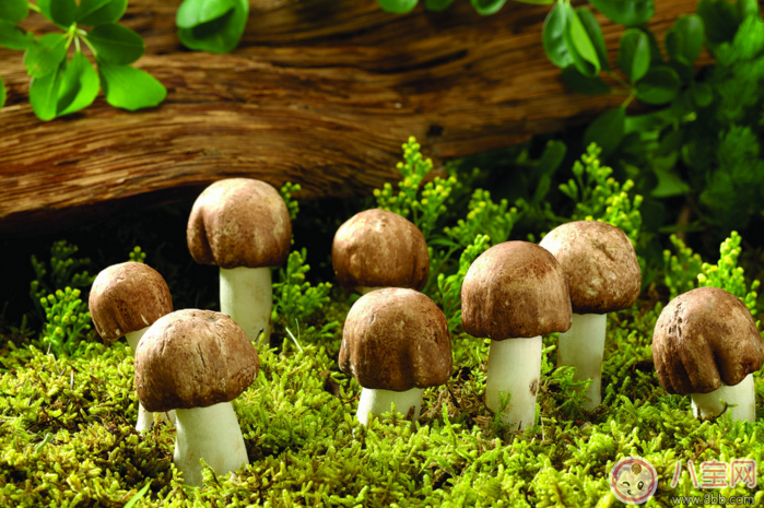 孕婦抵抗力差吃什么 孕婦提升免疫力怎么補