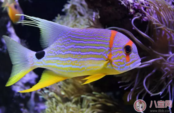 孕婦夢見吃魚是生男孩嗎 胎夢怎樣判斷生男生女