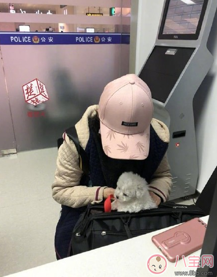 扮孕婦想藏狗登機(jī) 飛機(jī)上能不能帶寵物 扮孕婦想藏狗登機(jī) 飛機(jī)上能不能帶寵物