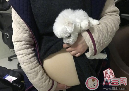 扮孕婦想藏狗登機(jī) 飛機(jī)上能不能帶寵物 扮孕婦想藏狗登機(jī) 飛機(jī)上能不能帶寵物