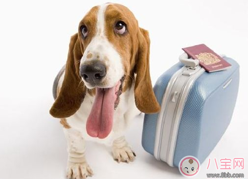 扮孕婦想藏狗登機(jī) 飛機(jī)上能不能帶寵物 扮孕婦想藏狗登機(jī) 飛機(jī)上能不能帶寵物