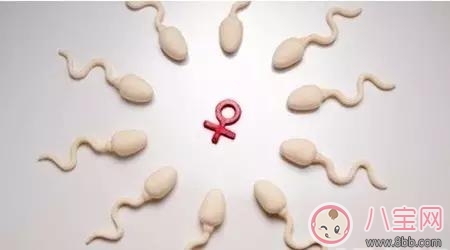 男性備孕期間需要吃哪些食物 男性備孕期間哪些飲食習慣有助備孕