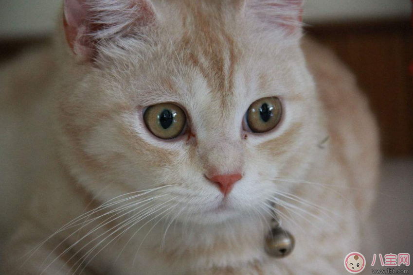 孩子太乖巧聽話為什么說不好 孩子太乖巧有什么弊端