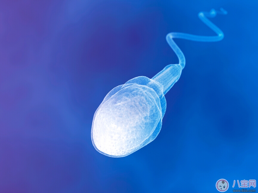 精子的正常標準有哪些 精子異常有哪些形態 精子的正常標準有哪些 精子異常有哪些形態