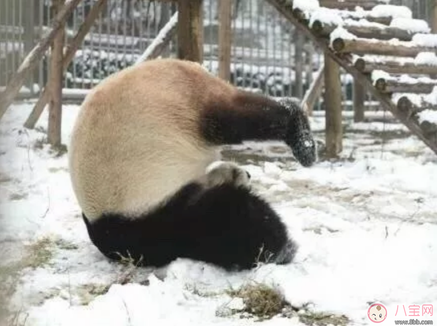 2歲寶寶去雪山玩要戴太陽鏡嗎 冬天帶寶寶玩雪如何選擇太陽鏡