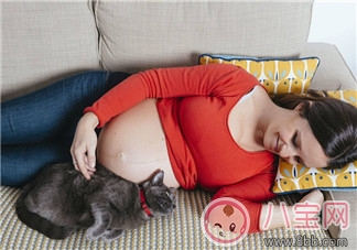 孕婦能不能接觸寵物 懷孕了可以和寵物一起生活嗎 孕婦能不能接觸寵物 懷孕了可以和寵物一起生活嗎