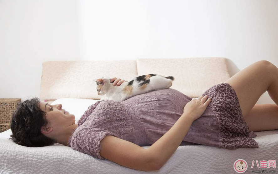 孕婦能不能接觸寵物 懷孕了可以和寵物一起生活嗎 孕婦能不能接觸寵物 懷孕了可以和寵物一起生活嗎