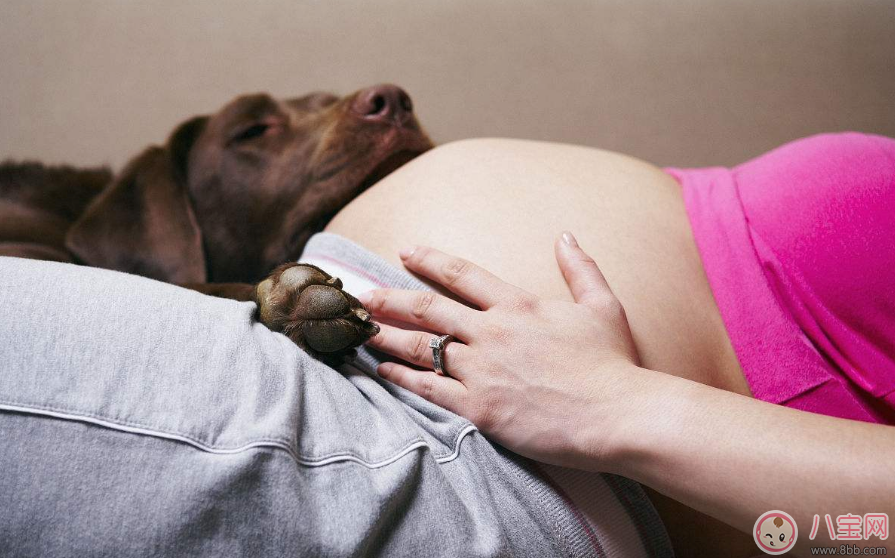 孕婦能不能接觸寵物 懷孕了可以和寵物一起生活嗎 孕婦能不能接觸寵物 懷孕了可以和寵物一起生活嗎
