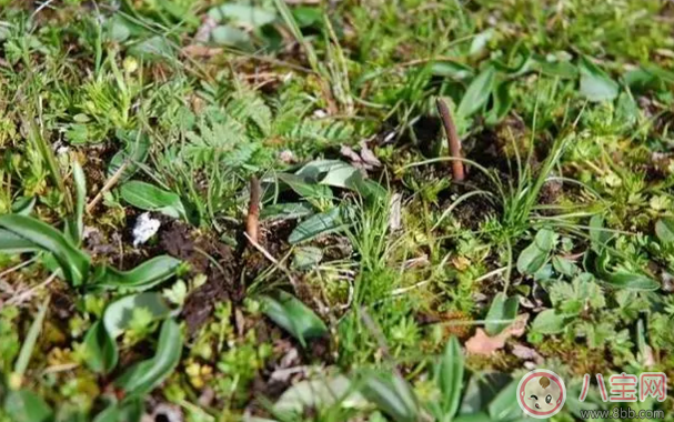 天價蟲草不抗癌是真的嗎 這些被人忽視的真話