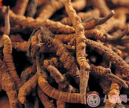 天價蟲草不抗癌是真的嗎 這些被人忽視的真話