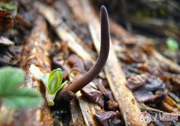 蟲草一天吃一根有效嗎 蟲草是早上吃還是晚上吃好 蟲草一天吃一根有效嗎 蟲草是早上吃還是晚上吃好