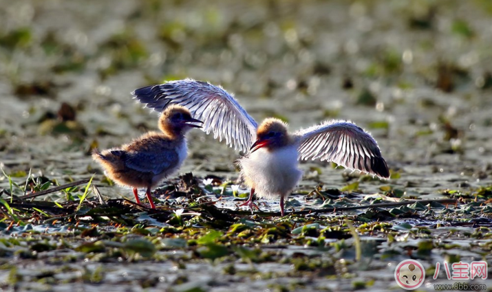 新年給老師的祝福語2018 家長寫給老師的新年寄語