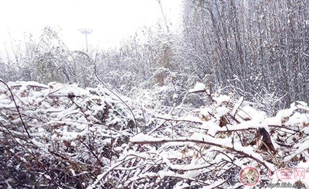 冬天下的雪能吃嗎 小孩吃雪的危害有哪些 冬天下的雪能吃嗎 小孩吃雪的危害有哪些