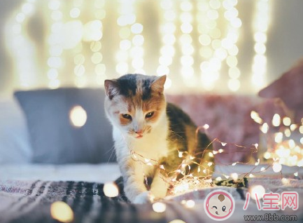 情人節發的說說句子 情人節秀恩愛的句子情話