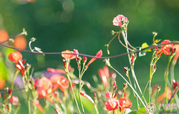 過年沒有壓歲錢的心情說說 表達長大了的心情感慨圖片