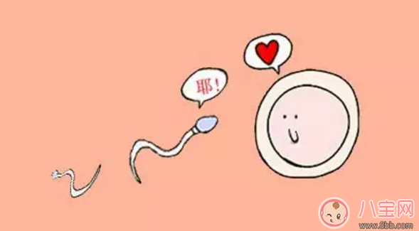 什么食物可以促進卵泡發育 吃哪些食物卵泡發育好 什么食物可以促進卵泡發育 吃哪些食物卵泡發育好