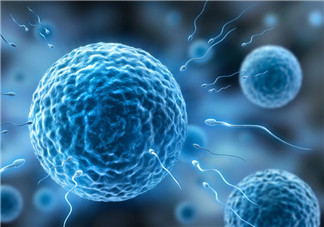 什么食物可以促進卵泡發育 吃哪些食物卵泡發育好