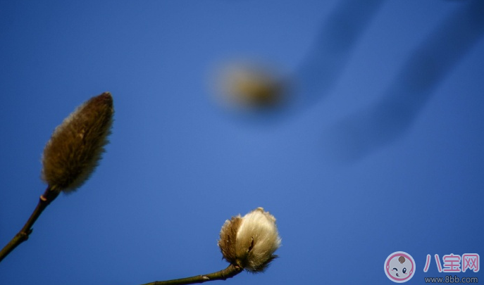 關于春天來了的說說 2018關于春天的心情短語