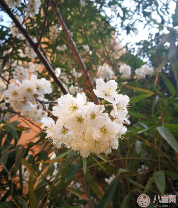 關于春天來了的說說 2018關于春天的心情短語