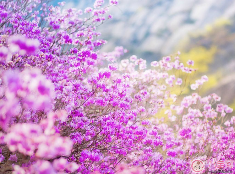 關(guān)于期待春天的句子 期待春天的到來的心情說說朋友圈