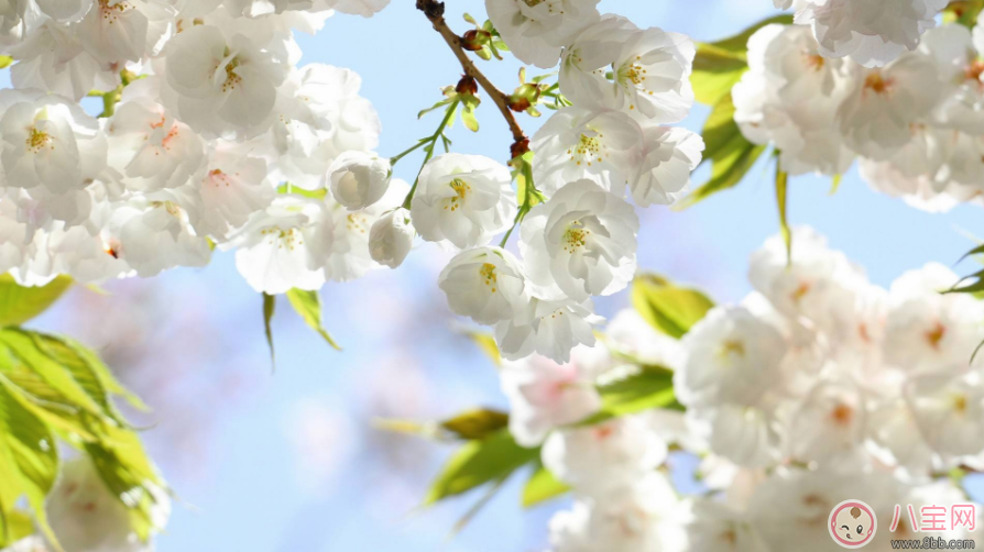 關(guān)于期待春天的句子 期待春天的到來的心情說說朋友圈