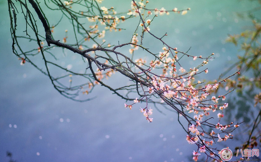 關(guān)于期待春天的句子 期待春天的到來的心情說說朋友圈